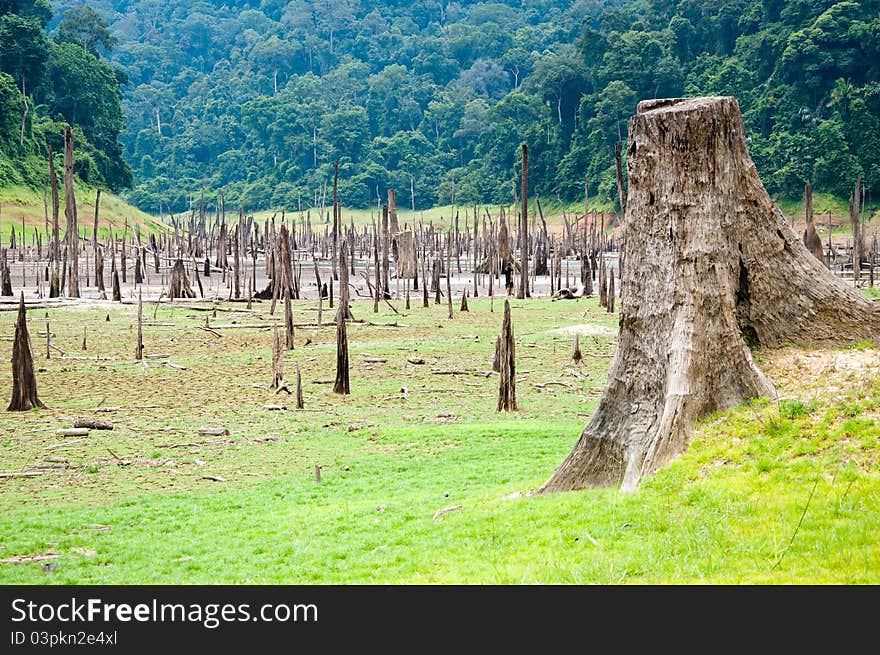 A picture of beautiful natural forest wood tree