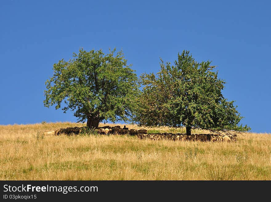 Sheeps Hiding From Sun