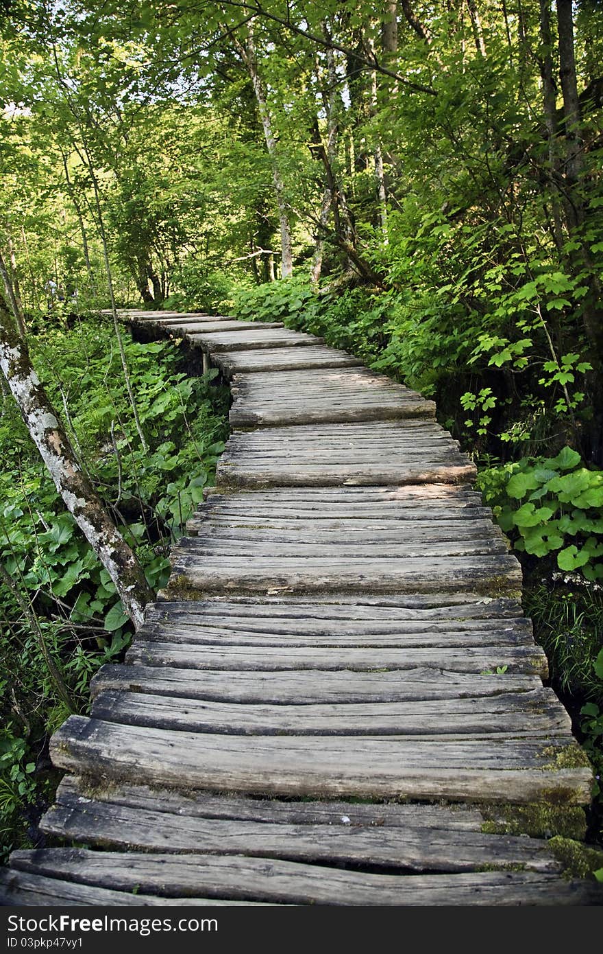 Wooden decked path in forest