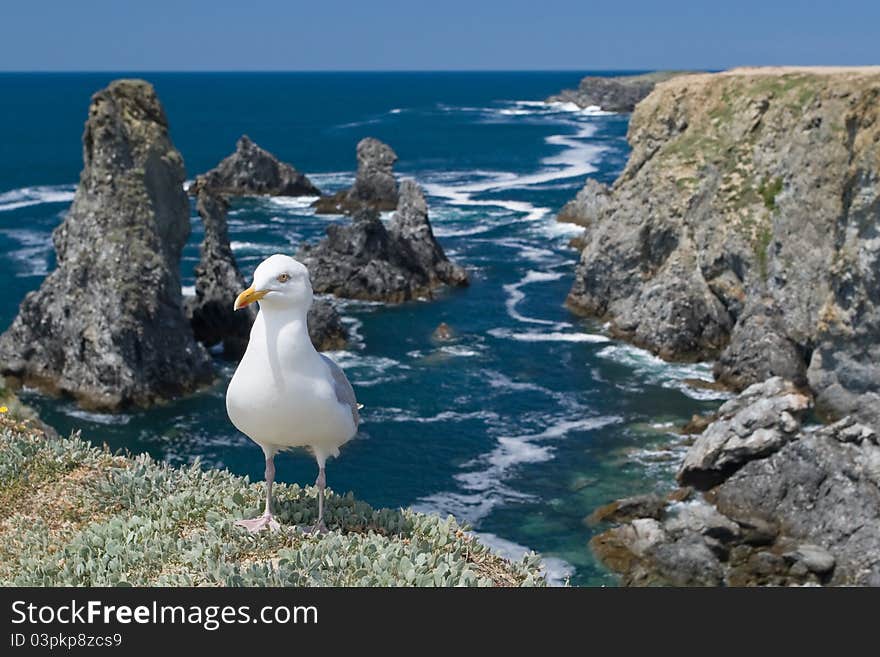 Portrait of gull in Aiguilles de Port-Coton, Belle ile - beautiful island. Iles du Ponant, Bretagne, France. Portrait of gull in Aiguilles de Port-Coton, Belle ile - beautiful island. Iles du Ponant, Bretagne, France.