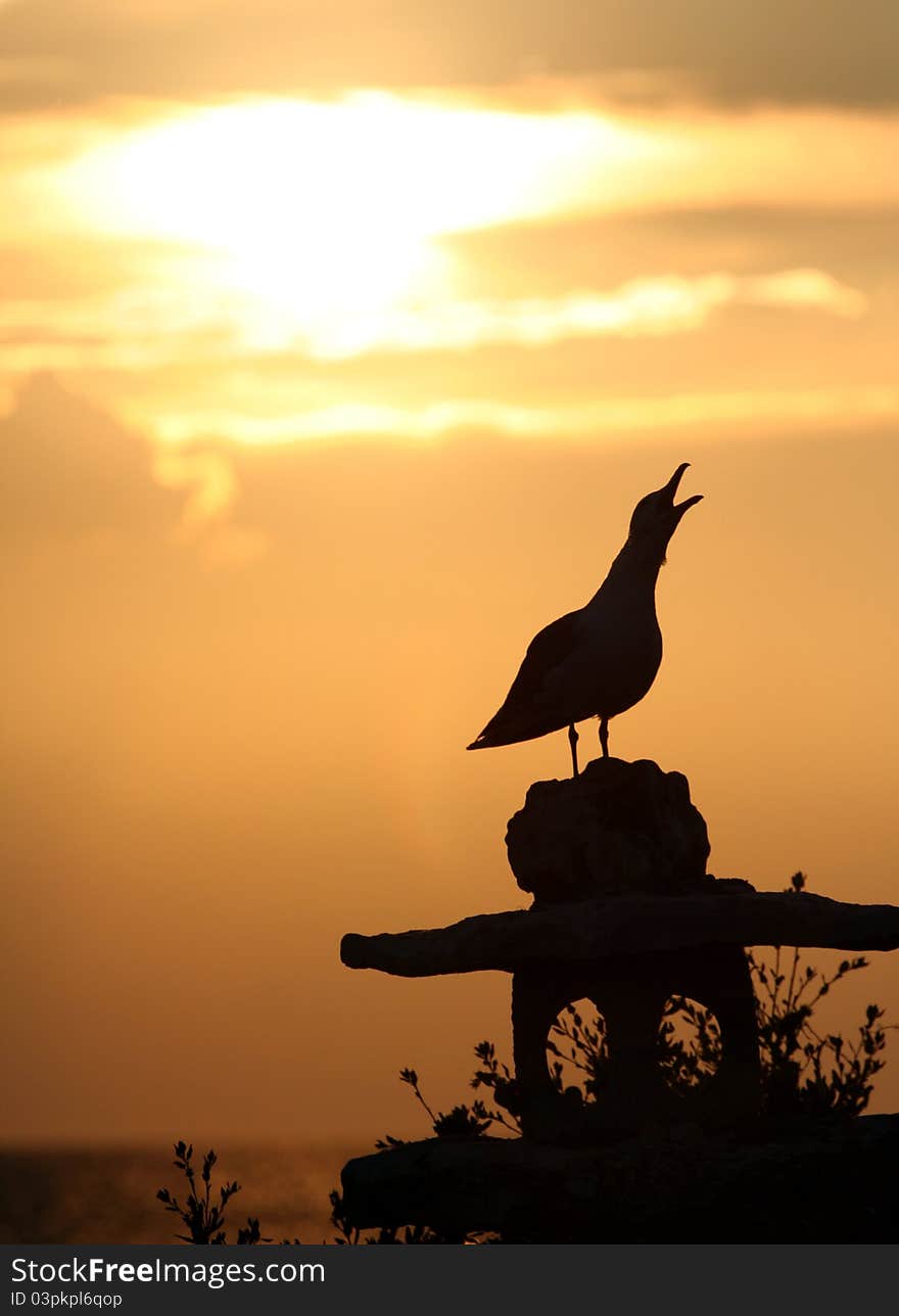 Seagull at sunset