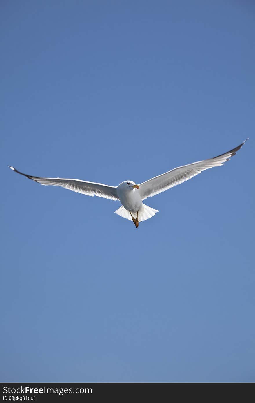 Seagull flying