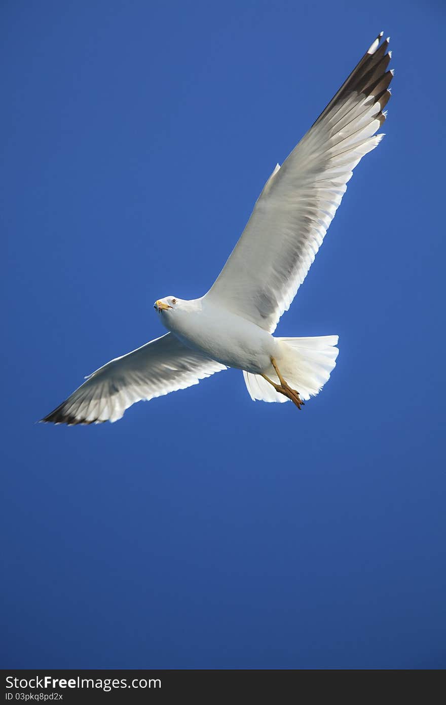 Seagull flying