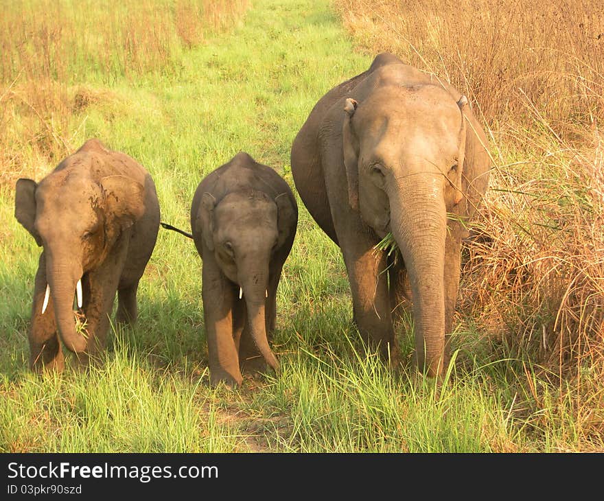 Eating Grass Mother with Baby Elephant