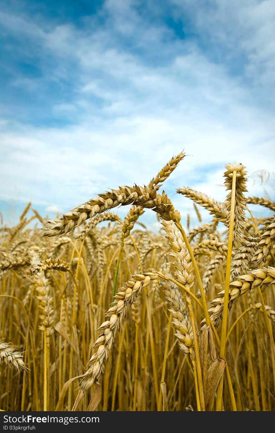 Field of golden wheat and blue sky, agricultural field