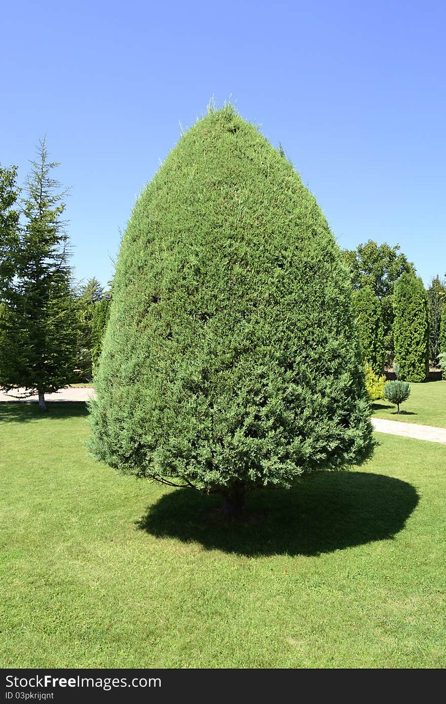 Beautiful pine tree on sunny day