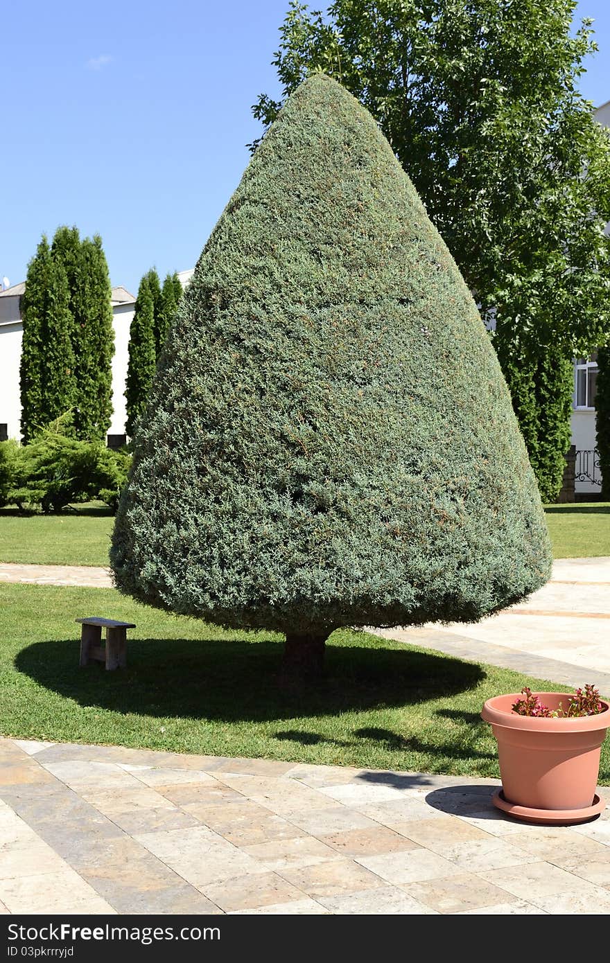 Beautiful pine tree on sunny day