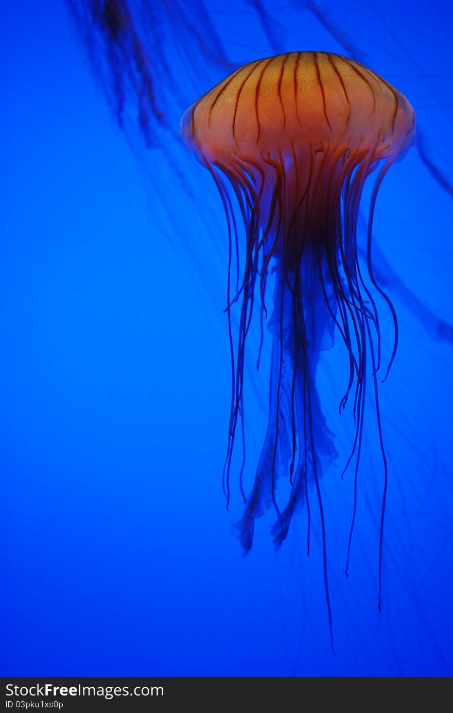 Jellyfish in Georgia Aquarium, Atlanta