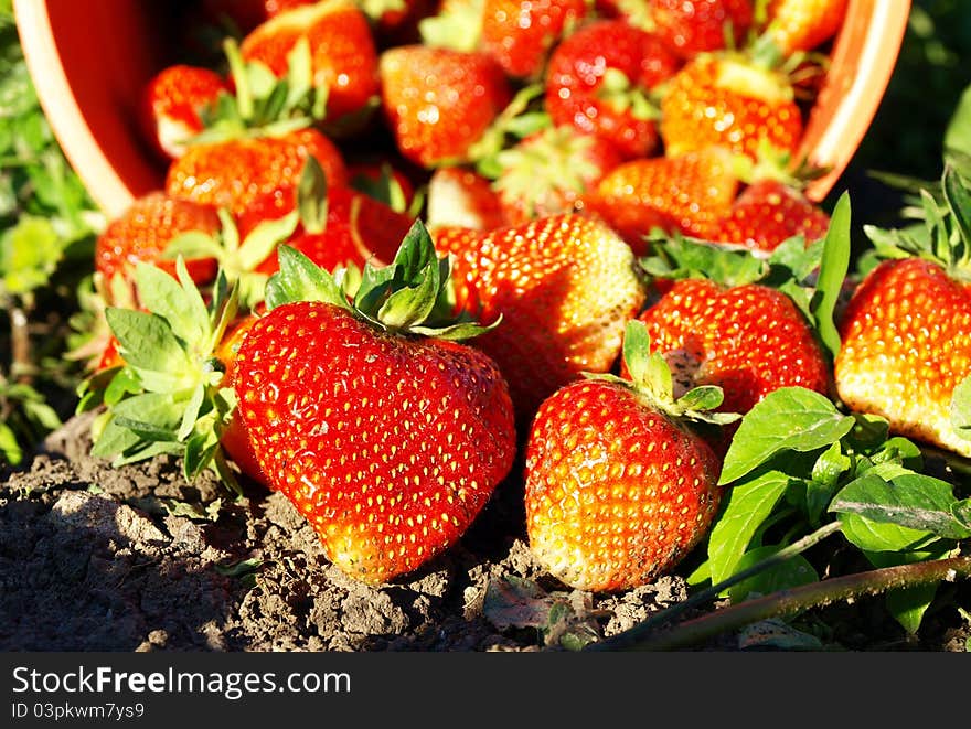 A lot of juicy fresh strawberry