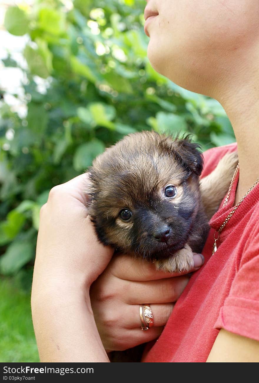 Cute dog held in arms in nature background