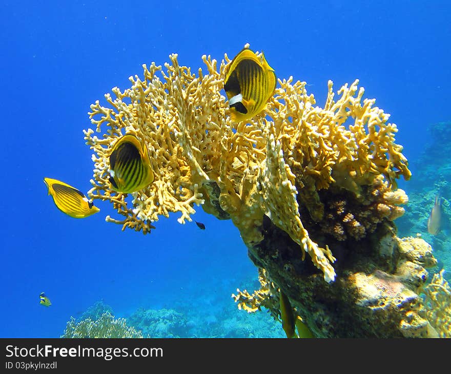 Coral And Butterfly Fishes