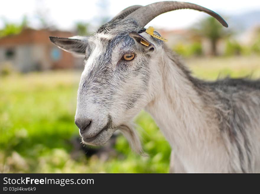 Gray domestic goat on summer pasture