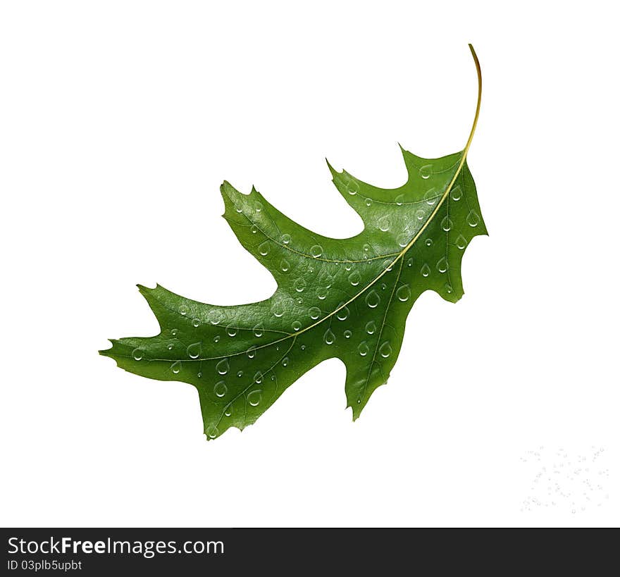 A leaf on a white background. A leaf on a white background