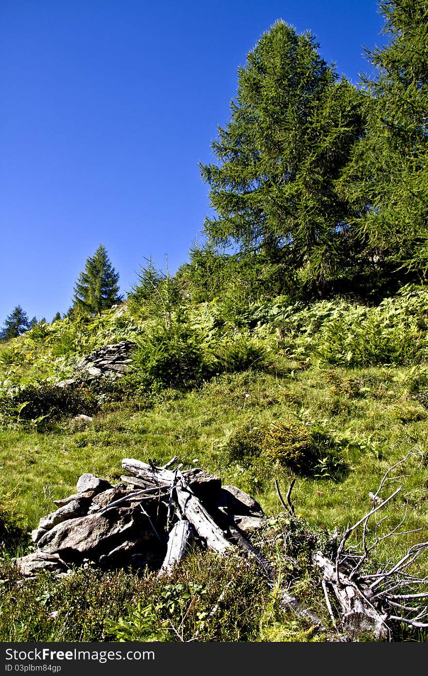 Trees In The Mountains