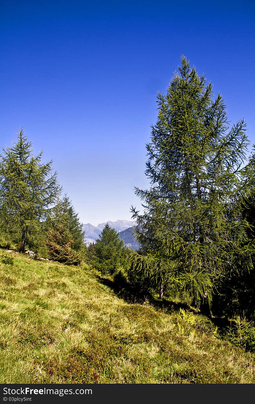 Trees in a meadow of mountain. Trees in a meadow of mountain