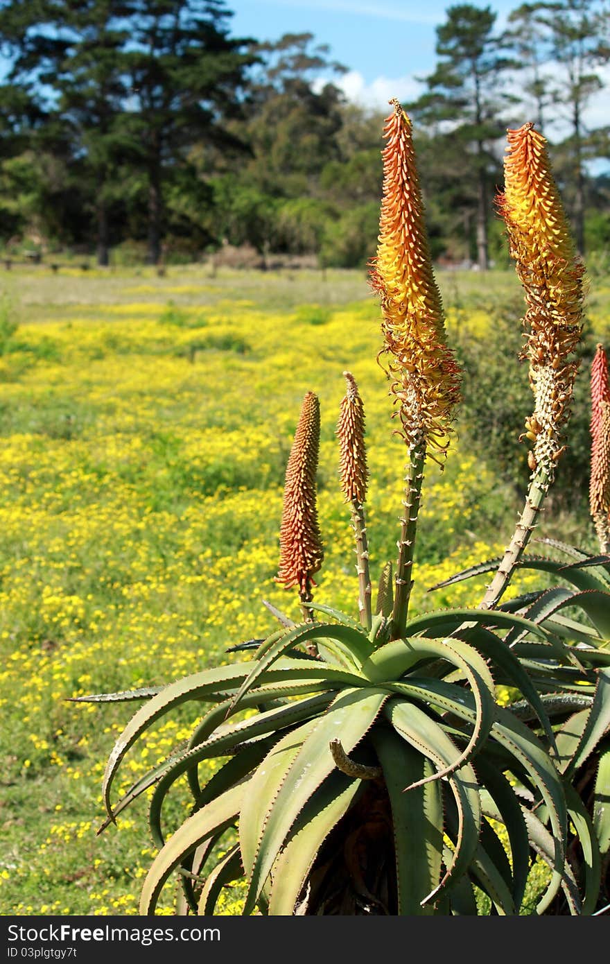 Aloe plants in bloom