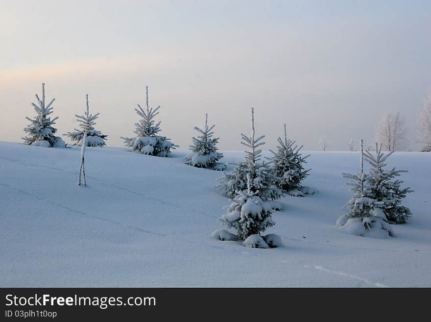 Christmas trees