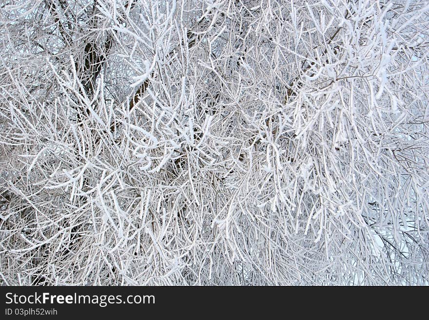 Branches ot rees on cold frosty winter day