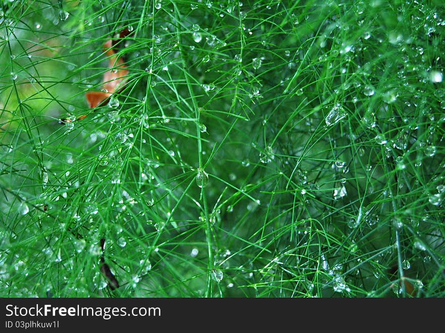 Waterdrops on the greens