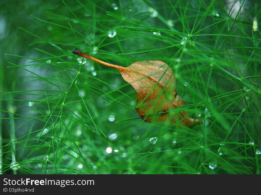 Waterdrops on the greens