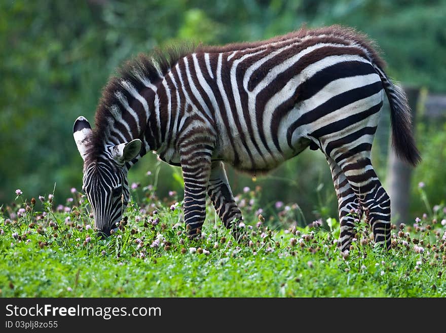 Zebra surrounded by green grass. Zebra surrounded by green grass