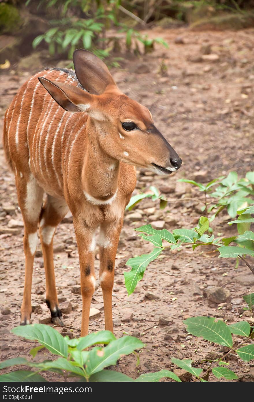 Single female deer