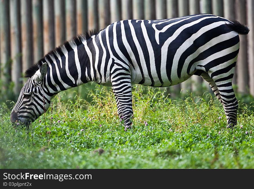 Zebra against a patterned background