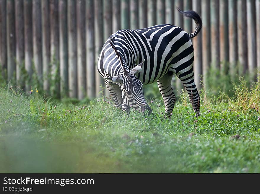 Zebra On Pictoral Background