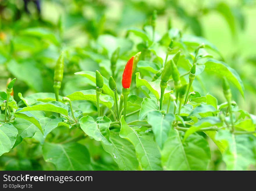 Bird chilli or small capsicum plant