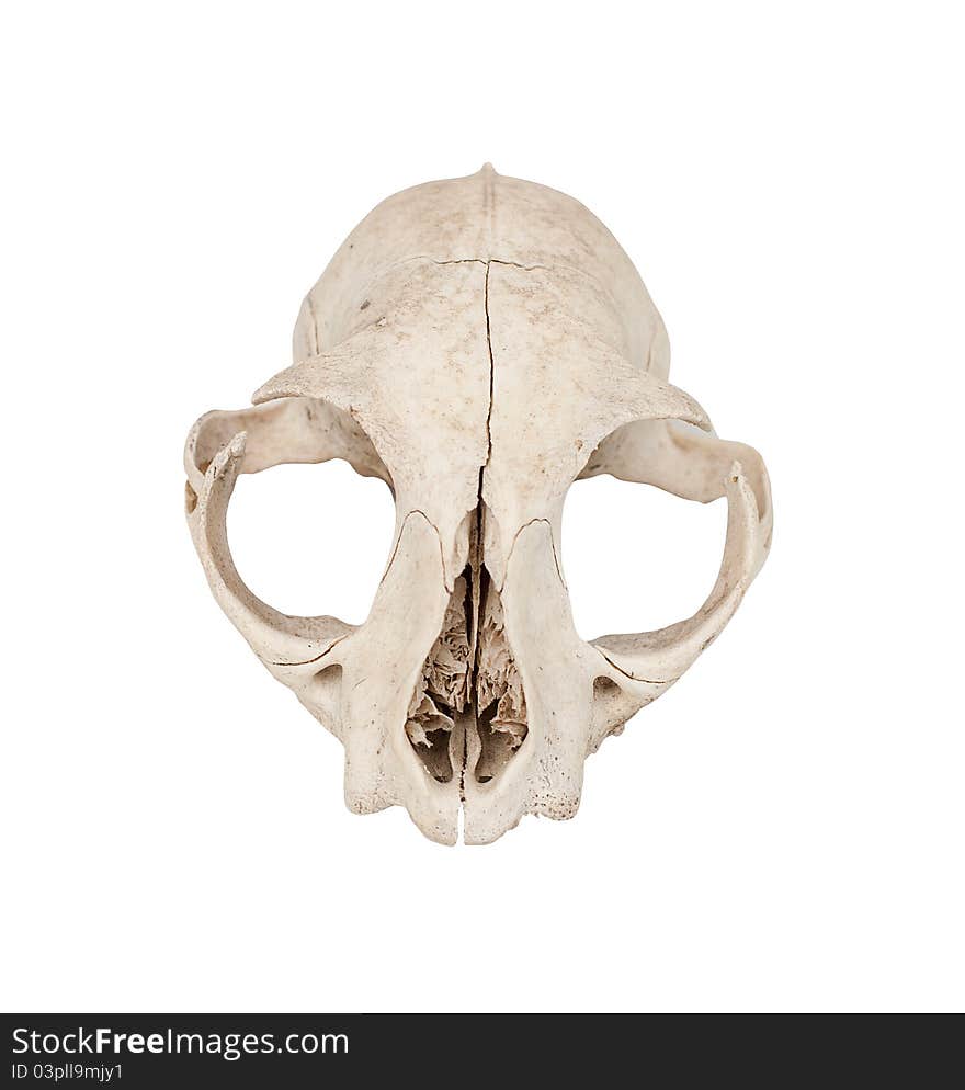 Cat skull isolated on white background with clipping path