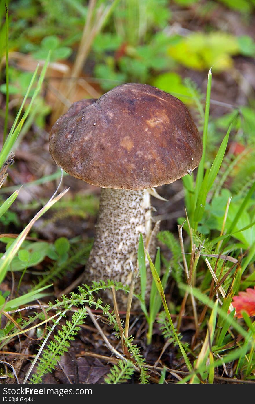 Wonderful Mushroom In The Grass