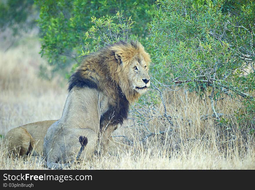 A large Male Lion in the African Bush. A large Male Lion in the African Bush