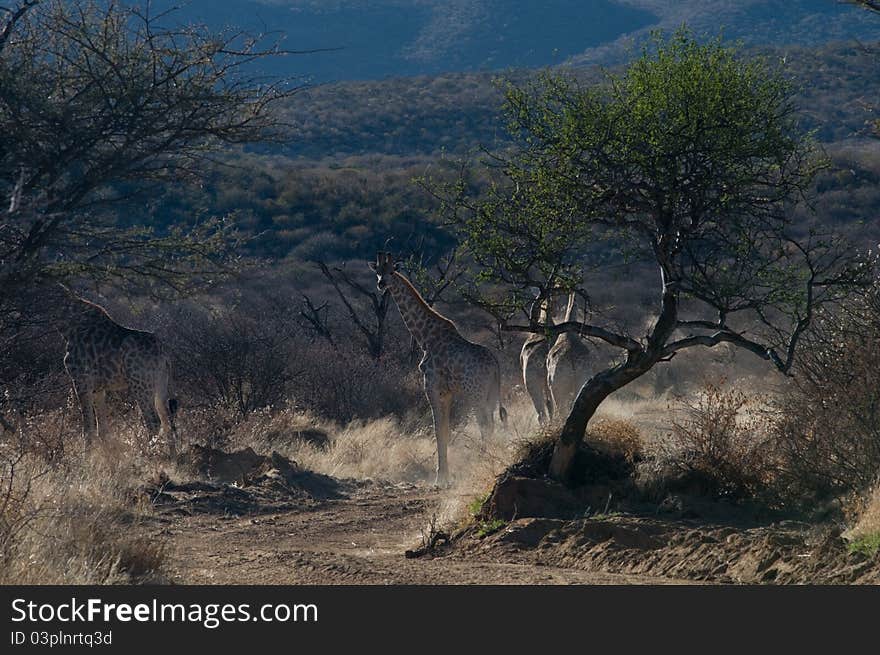 Safari with four young giraffes