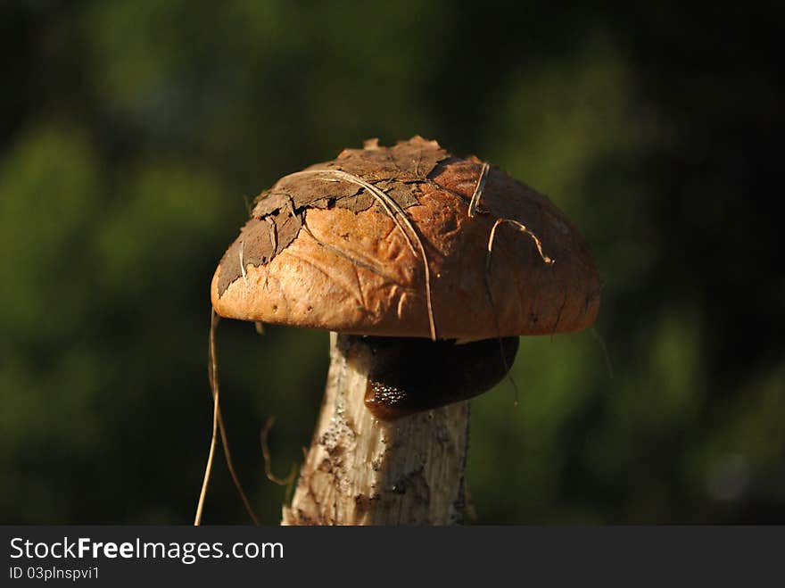 Mushroom (Leccinum)