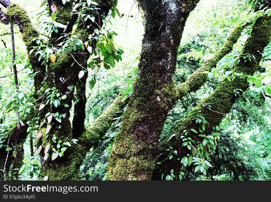 Trees in tropic covered with a moss. Trees in tropic covered with a moss