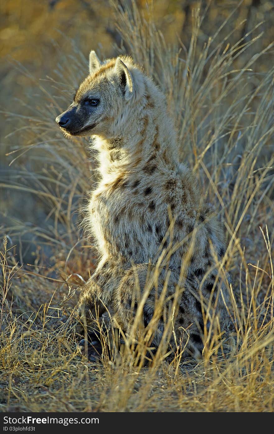 A young Hyena enjoying the morning sun. A young Hyena enjoying the morning sun