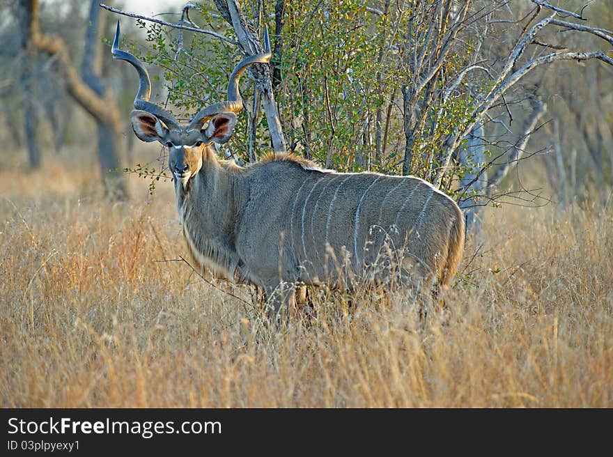 A large Kudu Bull Enjoys the morning Sun. A large Kudu Bull Enjoys the morning Sun