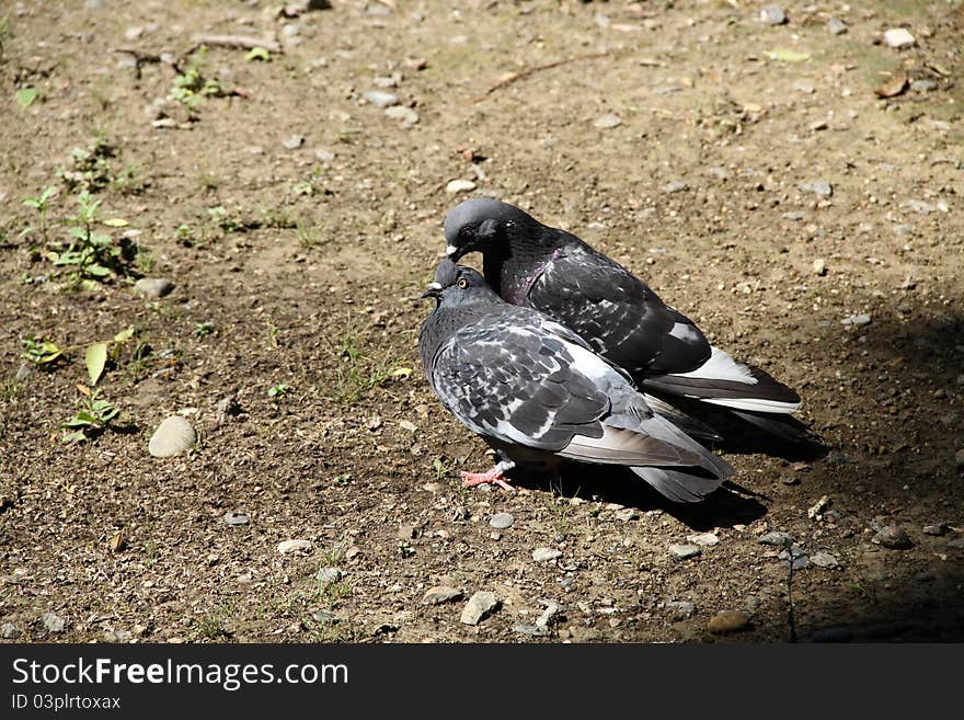 One pigeon scratches a head to another. One pigeon scratches a head to another.