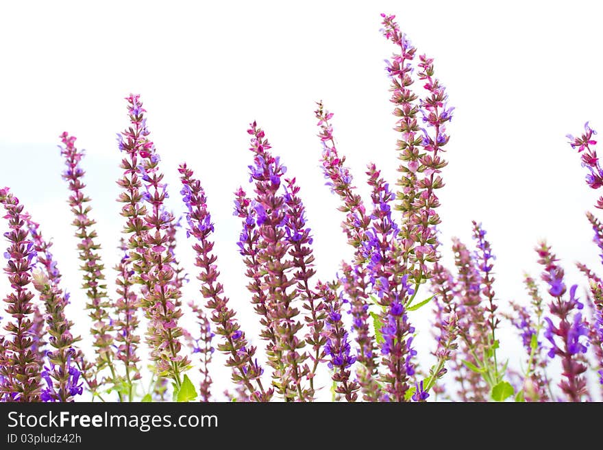 Tiny flowers in the meadow