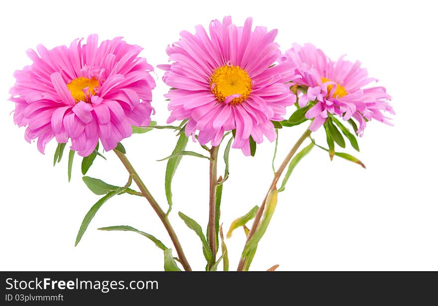 Pink aster