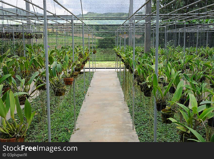 Seedling Orchid In Greenhouse