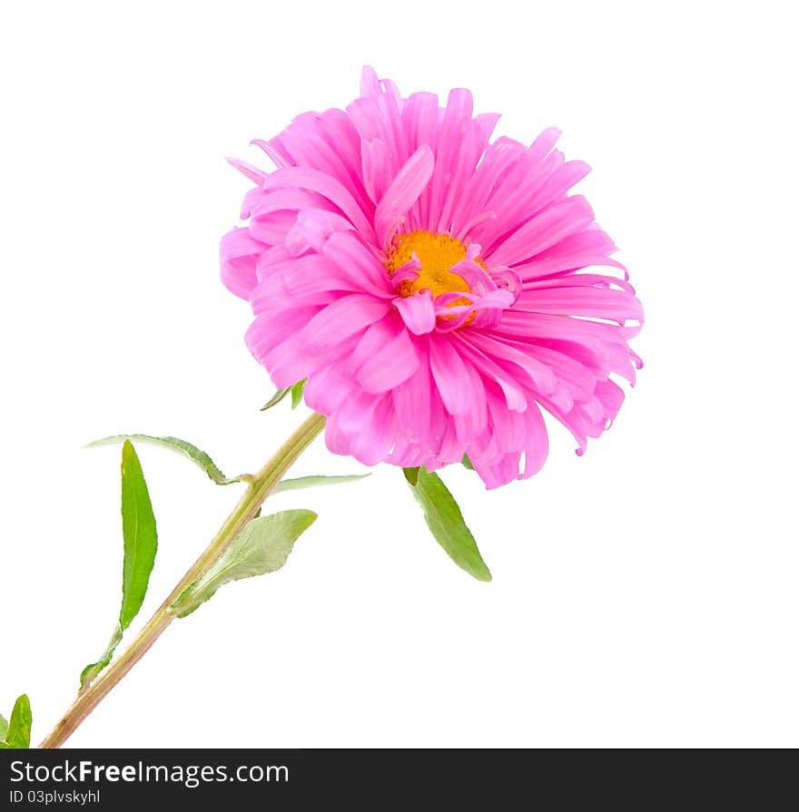 Pink Aster