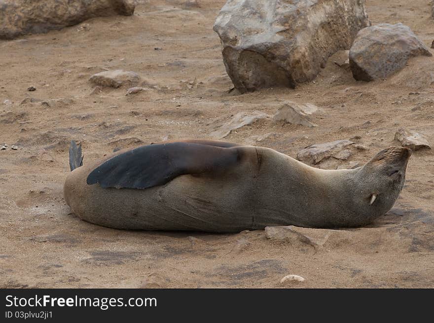 Sea lion