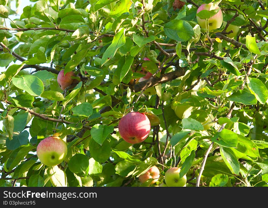 Red Apples growing on tree