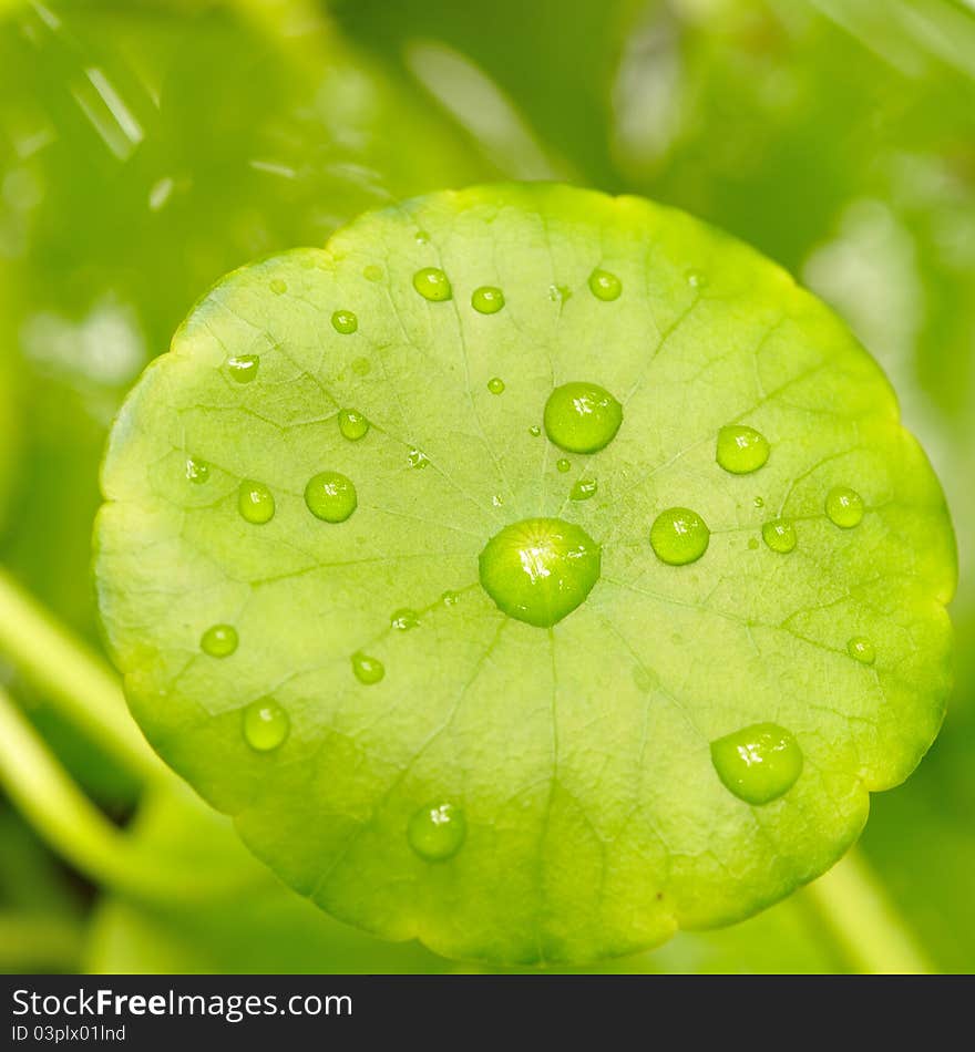 Green leaf with water drop take a photograph back of leaf