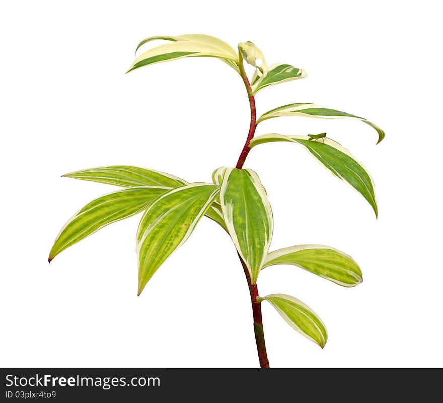 Green Leaves Isolated On White with insect on it