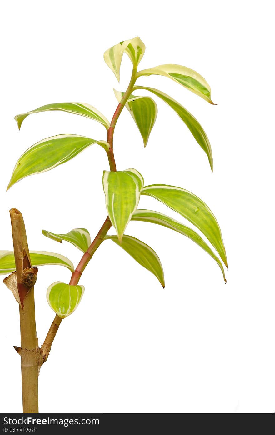 Green Leaves Isolated On White