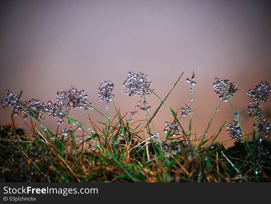 The photo was taken in Apuseni Mountains, in August 2011. The photo was taken in Apuseni Mountains, in August 2011.