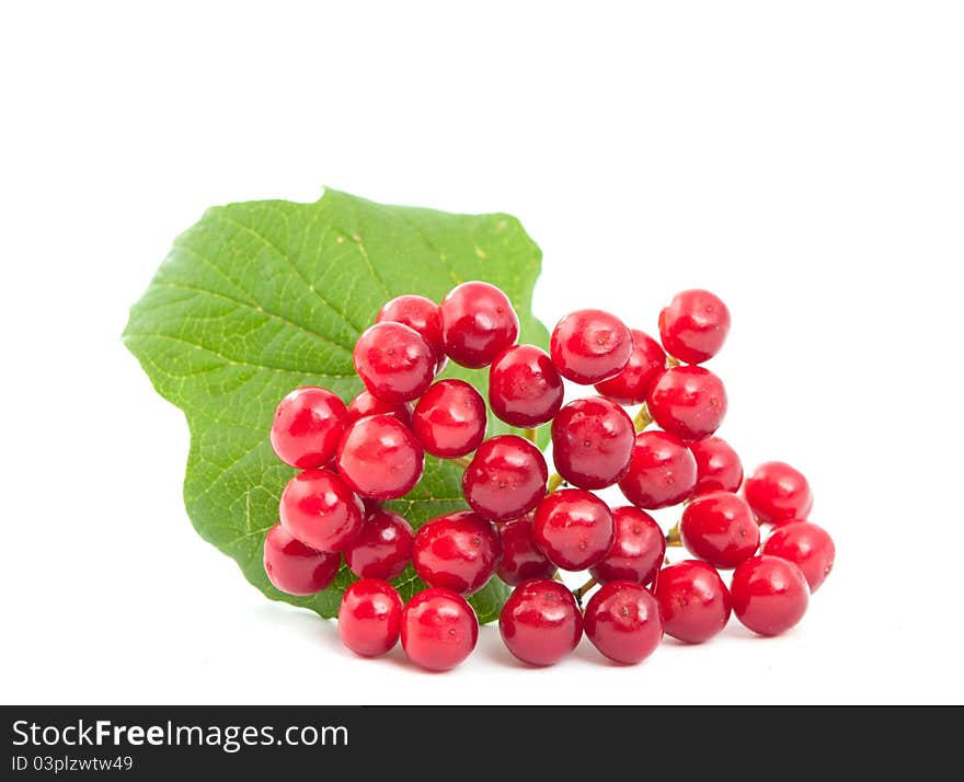 Viburnum berries on a white background