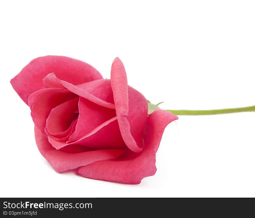 Pink rose on white background